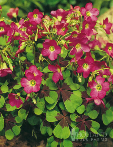 Iron Cross (Oxalis) 