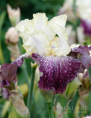 Its No Secret  Bearded Iris 