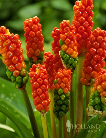 Italian Arum or Orange Candleflower 