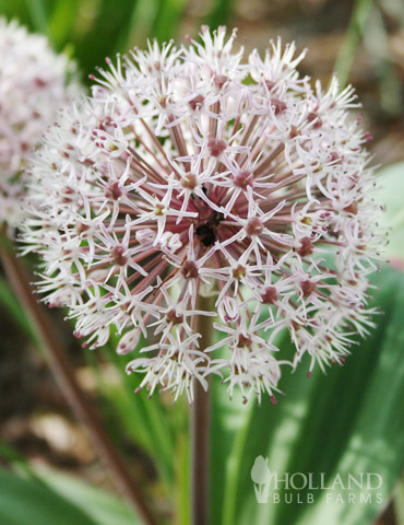 Ivory Queen Allium 