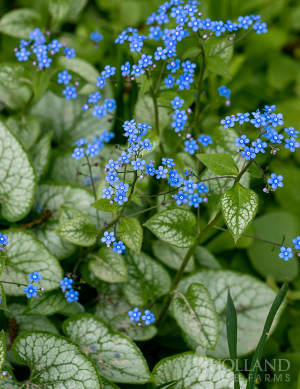 Jack Frost Brunnera