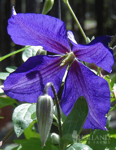 Jackmanii Clematis