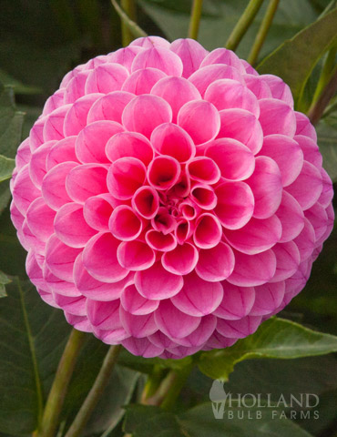 Jan van Schaffelaar Pompon Dahlia 