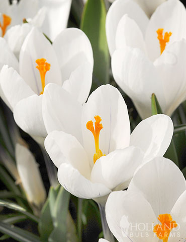 Jeanne d' Arc Giant Crocus