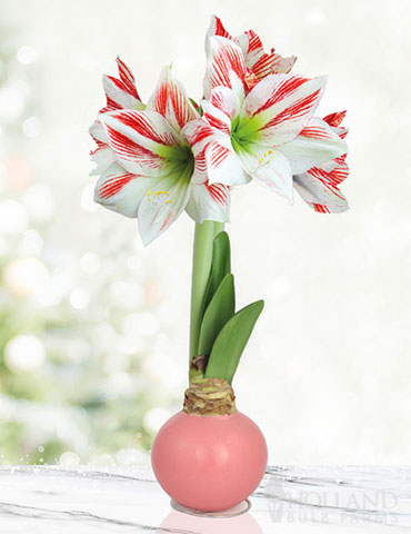 Jelly Bean Waxed Amaryllis 