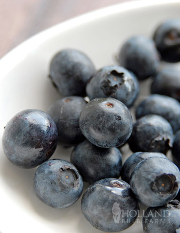 Jersey Blueberry Plant 