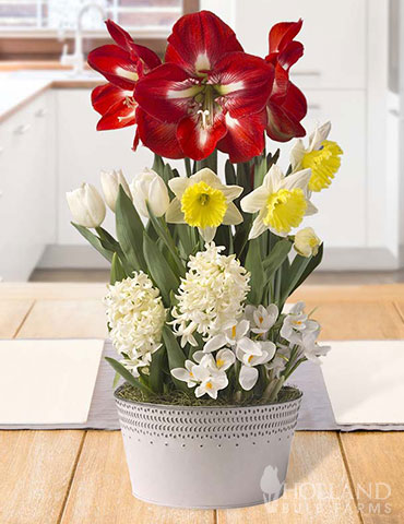 Joyful Occasion Potted Bulb Garden flower bulbs, indoor bulb garden, winter bulb garden, potted bulbs, potted flower bulbs, flowers that bloom indoors, gifts for gardeners