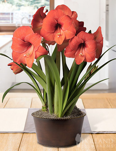 Jubilant Potted Bulb Garden