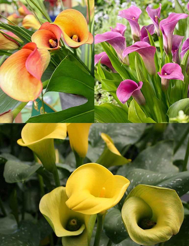 Juicy Fruit Calla Collection 