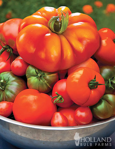 Juicy Tomato Garden tomatoes in the garden, tomato seeds, tomato, growing tomatoes from seed, beefsteak tomatoes, tomato garden