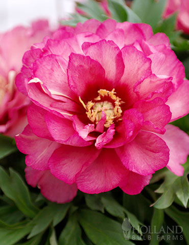 Julia Rose Itoh Hybrid Peony 