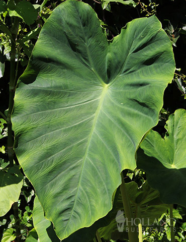 Jumbo Elephant Ear 