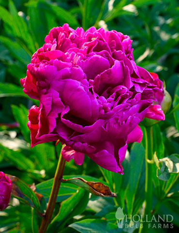 Karl Rosenfield Peony 