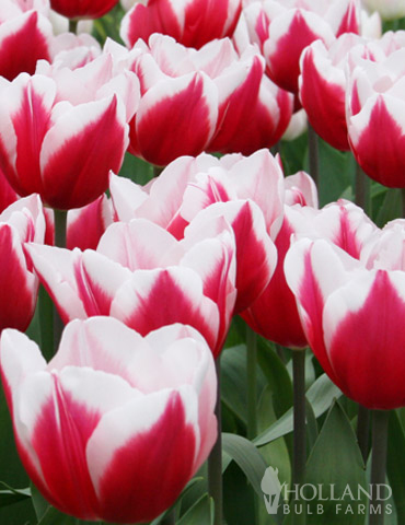 Kelly Triumph Tulip 