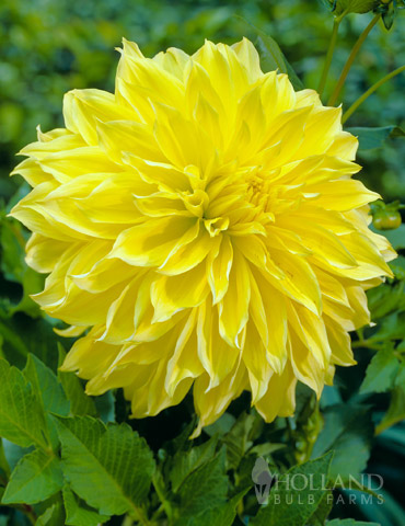 Kelvin Floodlight Dahlia Jumbo Pack 