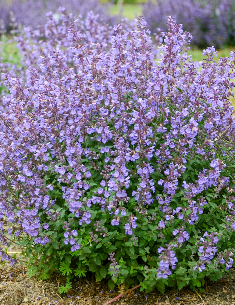 Kitten Around Catmint 