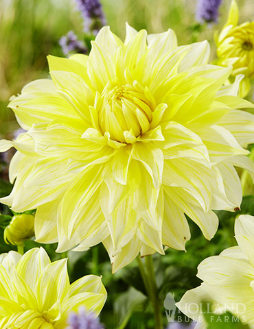 La Luna Dahlia dahlia tubers for sale, dahlia flower season, cheap dahlia tubers, dahlia flower information, soft yellow flowers, yellow dahlias, white dahlias, wedding dahlias, flowers for wedding, wedding bouquet flowers, wedding cut flowers, DIY wedding flowers, diy wedding flower