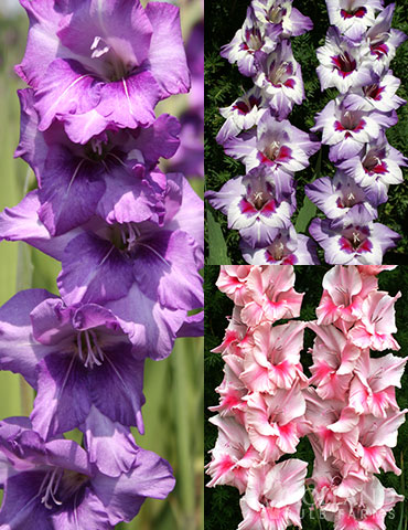 La Vista Pop Gladiolus Collection 