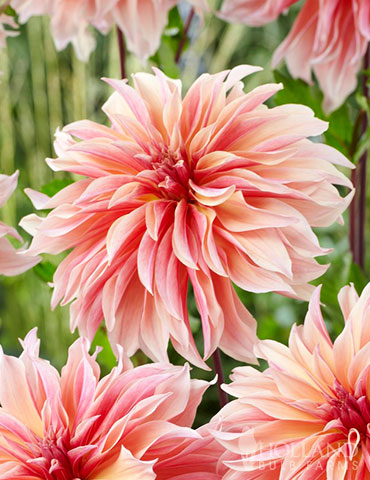 Labyrinth Decorative Dahlia 