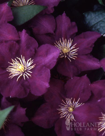 Lady Betty Balfour Clematis 