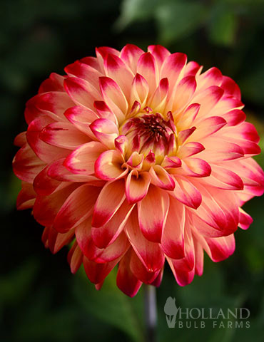 Lady Darlene Dinnerplate Dahlia 