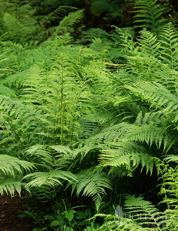 Lady Fern Pre-Potted Duo