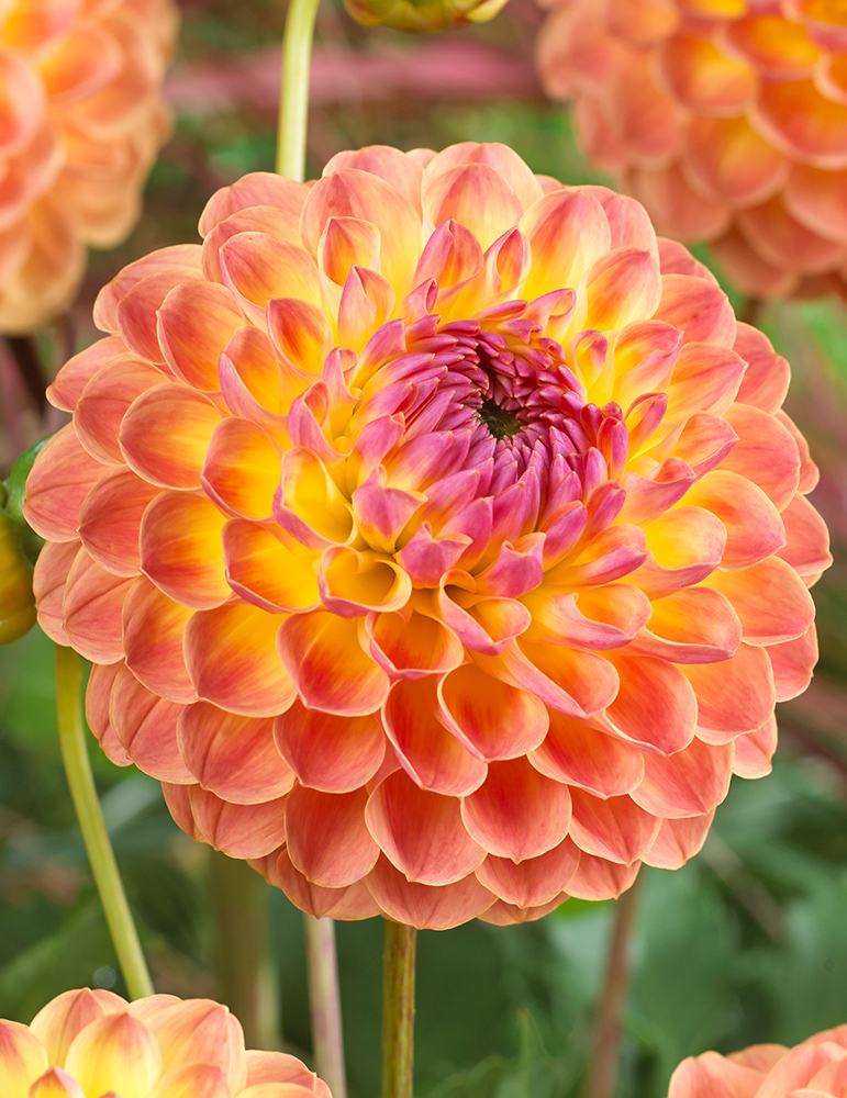 Lakeland Autumn Dahlia 