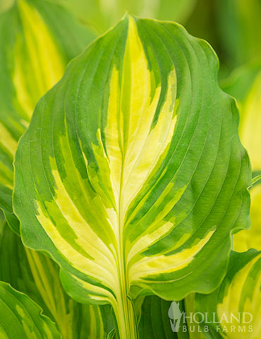 Lakeside Paisley Print Hosta hosta lakeside paisely print, paisley print, hosta june, green and yellow hosta, bareroot hosta, bareroot hosta for sale