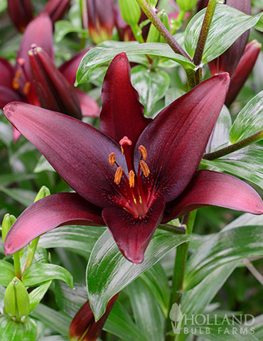 Landini Asiatic Lily 