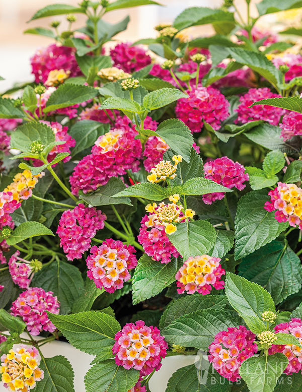 Lantana Passion Fruit Pink and Yellow Plant Start 3-Pack