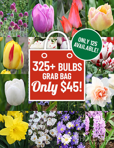 Last Chance for 2019 Spring Blooms Grab Bag deals on flower bulbs, flower bulb sale, fall planted bulbs, planting tulips in January, planting daffodils in January, late season bulb planting, when to plant tulips, plant sale, garden deals