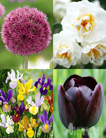 Late Spring Flowers Garden Kit late spring flowers, may blooming flowers, flowers that bloom in may, garden kit, allium bulb, flowers that bloom in june