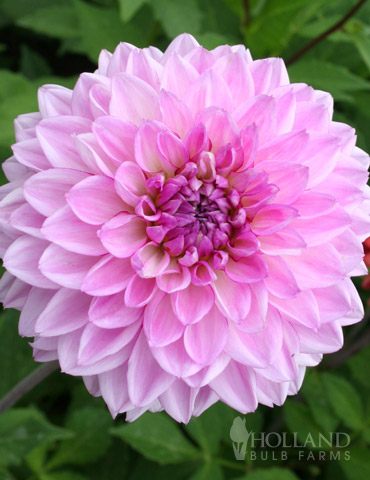 Lavender Perfection Dinnerplate Dahlia 