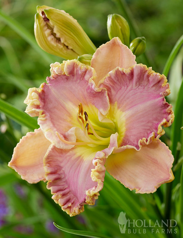 Lavender Tutu Daylily