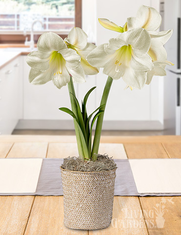 Lemon Star Amaryllis Potted Bulb Garden Lemon Star Amaryllis, amaryllis bulb garden, potted bulb garden gifts, indoor bulb gardens, indoor bulbs, pre-planted amaryllis garden, potted amaryllis bulbs, amaryllis gifts, amaryllis gift kits