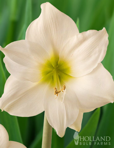 Lemon Star Amaryllis 