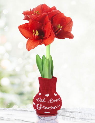 Let Love Grow Sweater Amaryllis