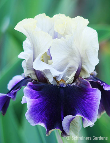 Lets Romp Bearded Iris 