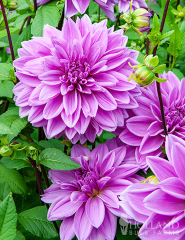 Lilac Time Dahlia 