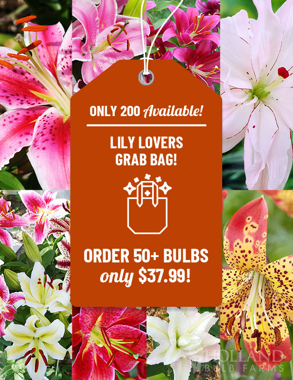 Lily Lovers Grab Bag