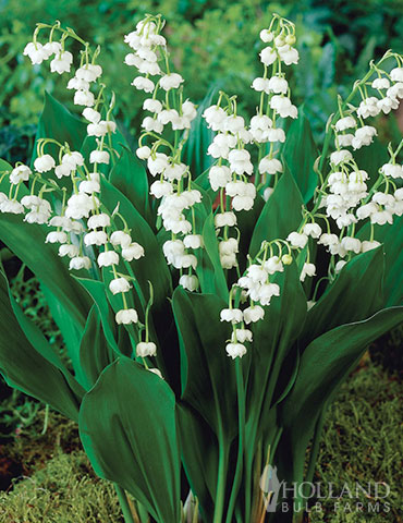 Lily of the Valley 