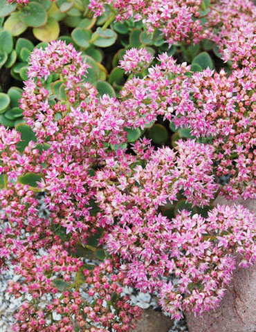 Lime Zinger Sedum 