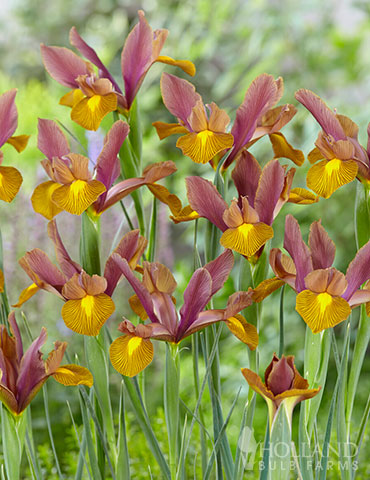 Lion King Dutch Iris 