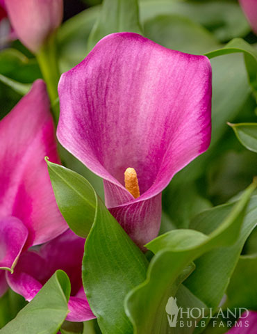 Lipstick Calla Lily 