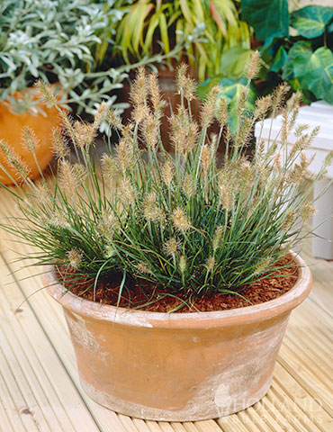 Little Bunny Fountain Grass little bunny fountain grass, little bunny grass, pennisetum little bunny, pennisetum alopecuroides, pennisetum little honey, pennisetum hameln little bunny, pennisetum alopecuroides fountain grass