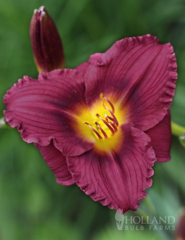 Little Grapette Daylily 