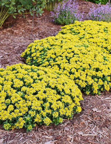 Little Miss Sunshine Sedum 