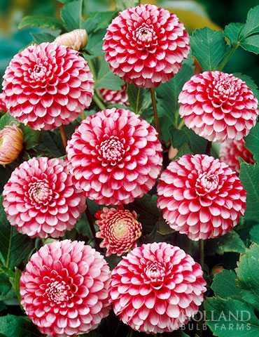 Little William Dahlia Little William Dahlias, dahlia little william, new dahlias, pompon dahlias, ball dahlias, dahlia tubers for sale, best dahlia tubers, best place to buy dahlias online, dahlias online, red dahlias