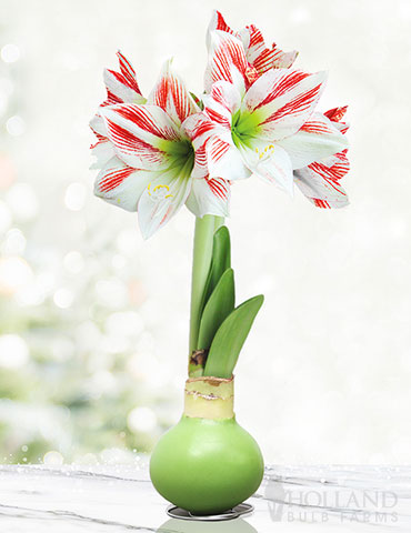 Lollipop Waxed Amaryllis 