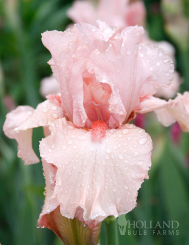 Lotus Land Bearded Iris 